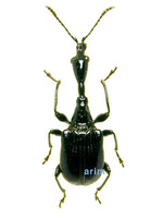 Apoderus erythropterus - 북방거위벌레