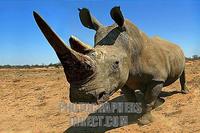 Rhino , Portrait stock photo