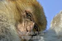 barbary ape portrait ( Macaca sylvanus ) stock photo