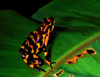 : Atelopus varius; Harlequin Frog