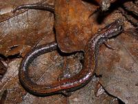 : Batrachoseps luciae; Santa Lucia Mountains Slender Salamander