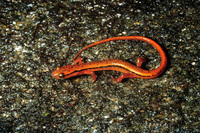 : Eurycea wilderae; Blue-Ridge two-lined salamander