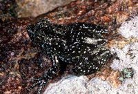 : Mantidactylus lugubris; Madagascan Glittering Frog