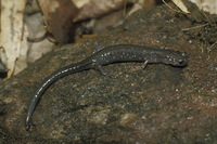 : Plethodon wehrlei; Wehrle's Salamander