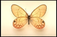 : Cithaerias; Butterfly