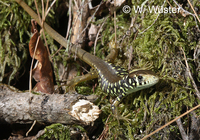 : Lacerta schreiberi; Schreiber's Green Lizard (juvenile)