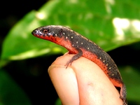 : Leposoma parietale