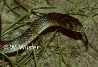 : Ptyas korros; Indochinese Rat Snake