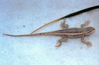 : Sceloporus undulatus cowlesi; White Sands Prairie Lizard