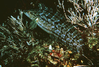 Heterostichus rostratus, Giant kelpfish: aquarium