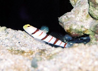 Stonogobiops dracula, Dracula shrimp-goby: