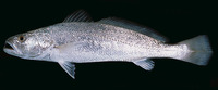 Otolithes ruber, Tiger-toothed croaker: fisheries, gamefish
