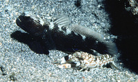 Cryptocentrus fasciatus, Y-bar shrimp goby: aquarium