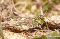 Myrmeleotettix maculatus - Mottled Grasshopper