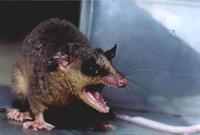 Image of: Micoureus (woolly mouse opossums)