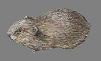 Image of: Myopus schisticolor (wood lemming)