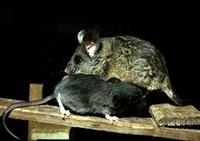 Image of: Peromyscus californicus (California mouse)
