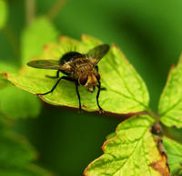 Image of: Tachinidae (tachinid flies)