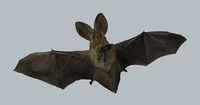Plecotus auritus - Brown Big-eared Bat