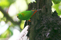 Moluccan Hanging Parrot - Loriculus amabilis