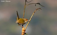 Common Tailorbird - Orthotomus sutorius