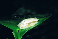 : Afrixalus delicatus; Delicate Leaf-folding Frog