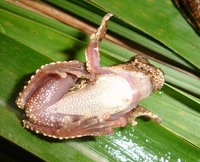 : Dendropsophus seniculus; Corcovado Treefrog