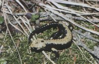 : Salamandra atra; Alpine Salamander