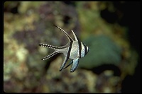 : Pterapogon kauderni; Banggai Cardinal Fish
