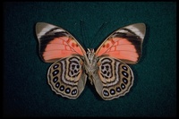 : Agrias amydon; Butterfly