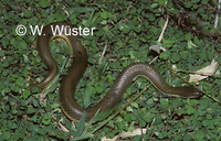 : Enhydris plumbea; Plumbeous Water Snake