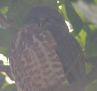 Brown Hawk Owl (Ninox scutulata) 2004. december 28. Bharatpur, Keoladeo Ghana National Park