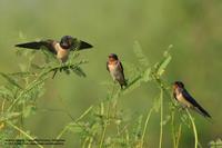 Barn Swallow Scientific name - Hirundo rustica