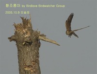 날으는 황조롱이 Flying Common Kestrel