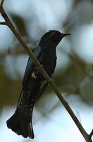 Asian Drongo Cuckoo » Surniculus lugubris