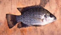 Oreochromis placidus placidus, Black tilapia: fisheries