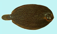 Colistium guntheri, : fisheries, gamefish