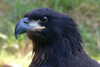 Haliaeetus leucocephalus - Bald Eagle