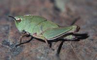 Image of: Acrididae (short-horned grasshoppers)