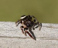 Image of: Salticidae (jumping spiders)