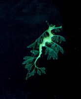 Image of: Phycodurus eques (leafy seadragon)