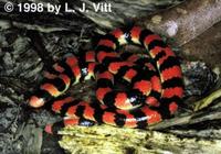 Image of: Anilius scytale (false coral snake)