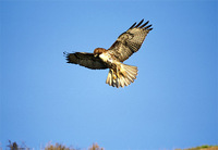 Photo: A juvenile red-tailed hawk prepares to land