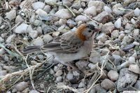 Speckle-fronted Weaver - Sporopipes frontalis