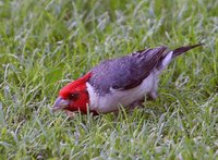 Red-crested Cardinal - Paroaria coronata