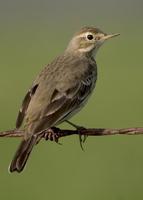 : Anthus rubescens; American Pipit