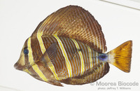 : Zebrasoma veliferum