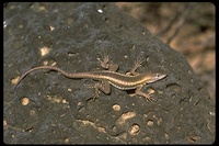 : Microlophus bivattatus; San Cristobal Lava Lizard