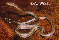 : Thamnodynastes pallidus; Snake