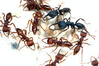 Mystrium mysticum ants